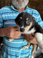Baxter, a  Miniature Australian Shepherd for sale in Blanchard, OK – 1 of 6