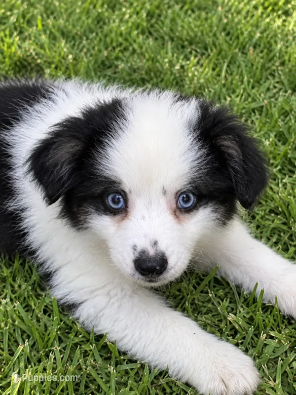 Duke – Miniature Australian Shepherd puppy for sale in Blanchard, OK
