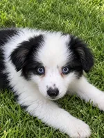 Duke, a male Miniature Australian Shepherd for sale in Blanchard, OK – 7 of 9