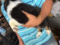 Buster, a male Miniature Australian Shepherd for sale in Blanchard, OK – 2 of 5