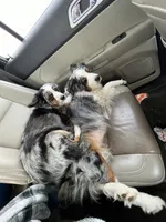 Buster, a male Miniature Australian Shepherd for sale in Blanchard, OK – 4 of 5