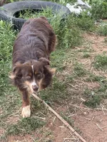 Leroy, a male Miniature Australian Shepherd for sale in Blanchard, OK – 5 of 6