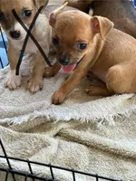Libby, a female Chihuahua for sale in Blanchard, OK – 2 of 2
