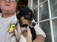 Annabelle , a female Miniature Australian Shepherd for sale in Blanchard, OK – 1 of 7