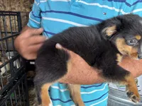 Leroy, a male Miniature Australian Shepherd for sale in Blanchard, OK – 4 of 6
