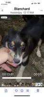 Baxter, a male Miniature Australian Shepherd for sale in Blanchard, OK – 2 of 8