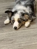 Annabelle , a female Miniature Australian Shepherd for sale in Blanchard, OK – 5 of 7