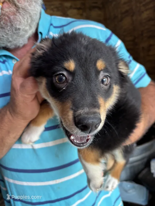 Samson – Miniature Australian Shepherd puppy for sale in Blanchard, OK