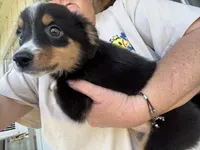 Annabelle , a female Miniature Australian Shepherd for sale in Blanchard, OK – 4 of 7