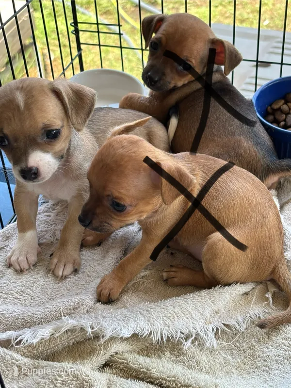 Lucy – Chihuahua puppy for sale in Blanchard, OK