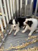 Duke, a male Miniature Australian Shepherd for sale in Blanchard, OK – 2 of 9