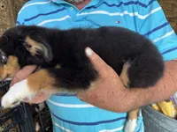 Leroy, a male Miniature Australian Shepherd for sale in Blanchard, OK – 2 of 6