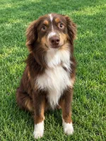 Bo, a male Miniature Australian Shepherd for sale in Blanchard, OK – 7 of 7