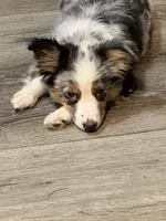 Baxter, a  Miniature Australian Shepherd for sale in Blanchard, OK – 5 of 6