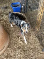Baxter, a male Miniature Australian Shepherd for sale in Blanchard, OK – 8 of 8