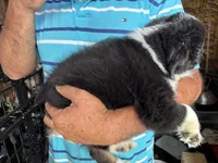 Buster, a male Miniature Australian Shepherd for sale in Blanchard, OK – 3 of 5