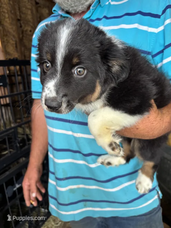 Buster – Miniature Australian Shepherd puppy for sale in Blanchard, OK