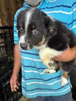 Buster, a male Miniature Australian Shepherd for sale in Blanchard, OK – 1 of 5