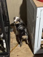 Heath, a male Miniature Australian Shepherd for sale in Blanchard, OK – 3 of 7