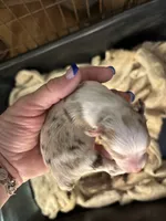 Gypsy RMF 2, a female Toy Australian Shepherd for sale in Blanchard, OK – 1 of 3