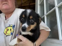 Annabelle , a female Miniature Australian Shepherd for sale in Blanchard, OK – 3 of 7