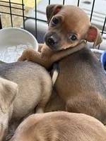 Lacy, a female Chihuahua for sale in Blanchard, OK – 1 of 2