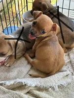Libby, a female Chihuahua for sale in Blanchard, OK – 1 of 2