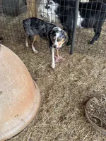 Samson, a male Miniature Australian Shepherd for sale in Blanchard, OK – 6 of 6