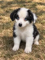 Duke, a male Miniature Australian Shepherd for sale in Blanchard, OK – 6 of 9