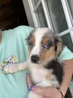 Heath, a male Miniature Australian Shepherd for sale in Blanchard, OK – 2 of 7
