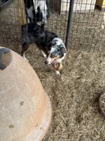 Tessa, a female Miniature Australian Shepherd for sale in Blanchard, OK – 5 of 5