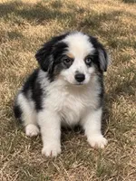 Bo, a male Miniature Australian Shepherd for sale in Blanchard, OK – 3 of 7