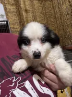 Bo, a male Miniature Australian Shepherd for sale in Blanchard, OK – 5 of 7