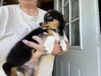 Annabelle , a female Miniature Australian Shepherd for sale in Blanchard, OK – 2 of 7