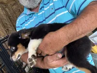 Baxter, a  Miniature Australian Shepherd for sale in Blanchard, OK – 2 of 6