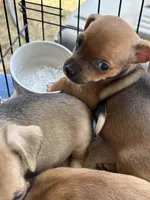 Lacy, a female Chihuahua for sale in Blanchard, OK – 2 of 2