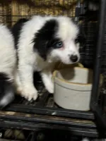 Duke, a male Miniature Australian Shepherd for sale in Blanchard, OK – 4 of 9
