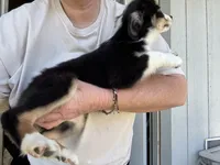 Tessa, a female Miniature Australian Shepherd for sale in Blanchard, OK – 2 of 5