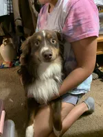 Baxter, a  Miniature Australian Shepherd for sale in Blanchard, OK – 4 of 6