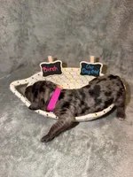 Birch, a female Goldendoodle for sale in Inverness, FL – 4 of 4