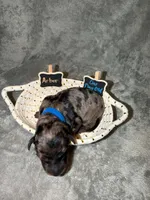 Arbor, a male Goldendoodle for sale in Inverness, FL – 3 of 4