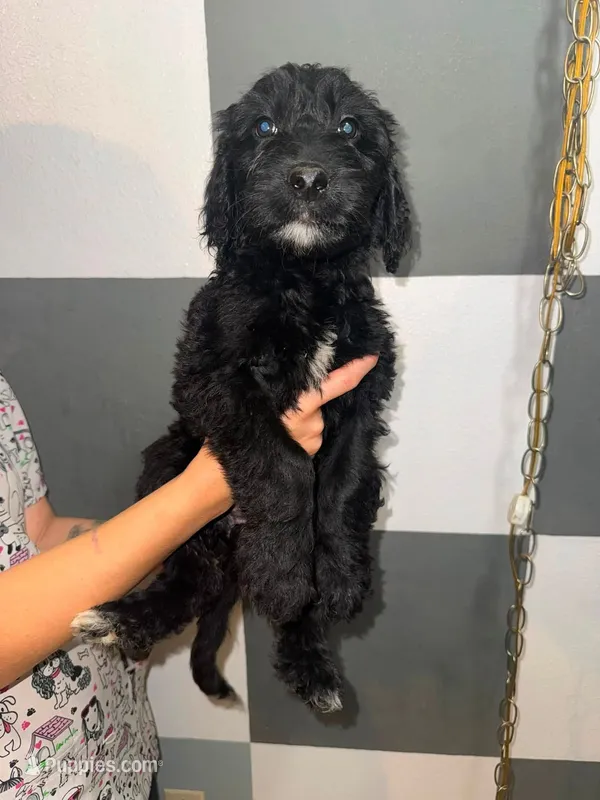 Fern – Goldendoodle puppy for sale in Inverness, FL