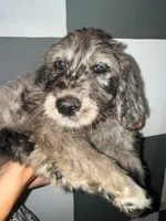 Spruce, a male Goldendoodle for sale in Inverness, FL – 2 of 4