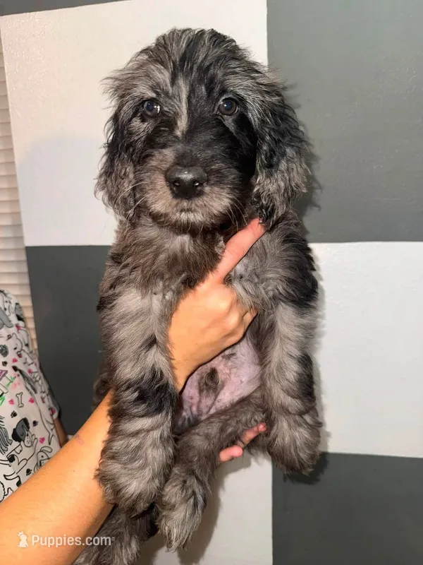 Arbor – Goldendoodle puppy for sale in Inverness, FL