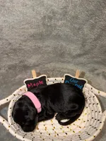 Maple, a female Goldendoodle for sale in Inverness, FL – 3 of 4
