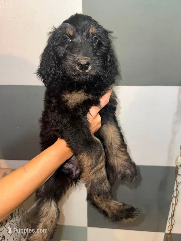 Maple – Goldendoodle puppy for sale in Inverness, FL