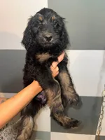 Maple, a female Goldendoodle for sale in Inverness, FL – 1 of 4
