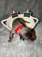 Spruce, a male Goldendoodle for sale in Inverness, FL – 4 of 4