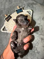 Arbor, a male Goldendoodle for sale in Inverness, FL – 4 of 4