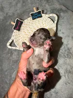 Spruce, a male Goldendoodle for sale in Inverness, FL – 3 of 4